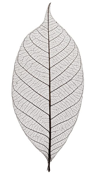 Single skeleton leaf isolated on white background